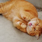 ぶさカワイイ変なポーズの猫
